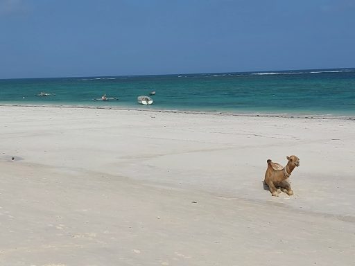 Diani Beach Galu 15 