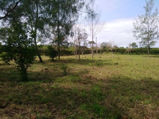 Beautiful building plots Diani Beach Kenya 1